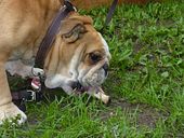 Jenci darf an den gro�en Knochen